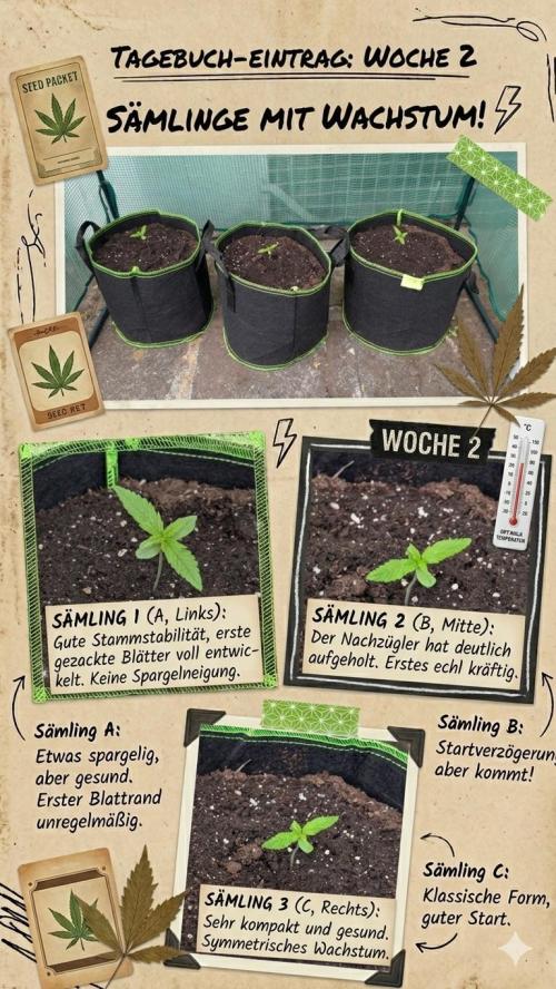 Fastberry Auto. Week 2