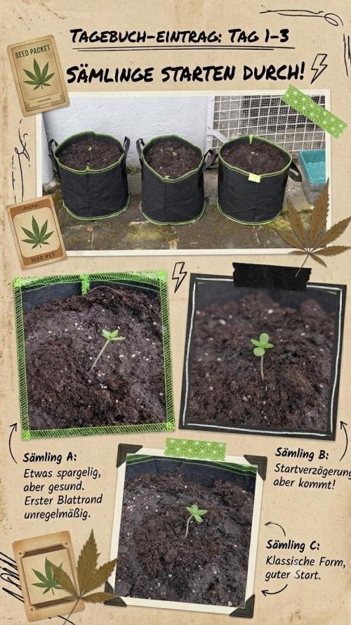 Fastberry Auto. Week 1