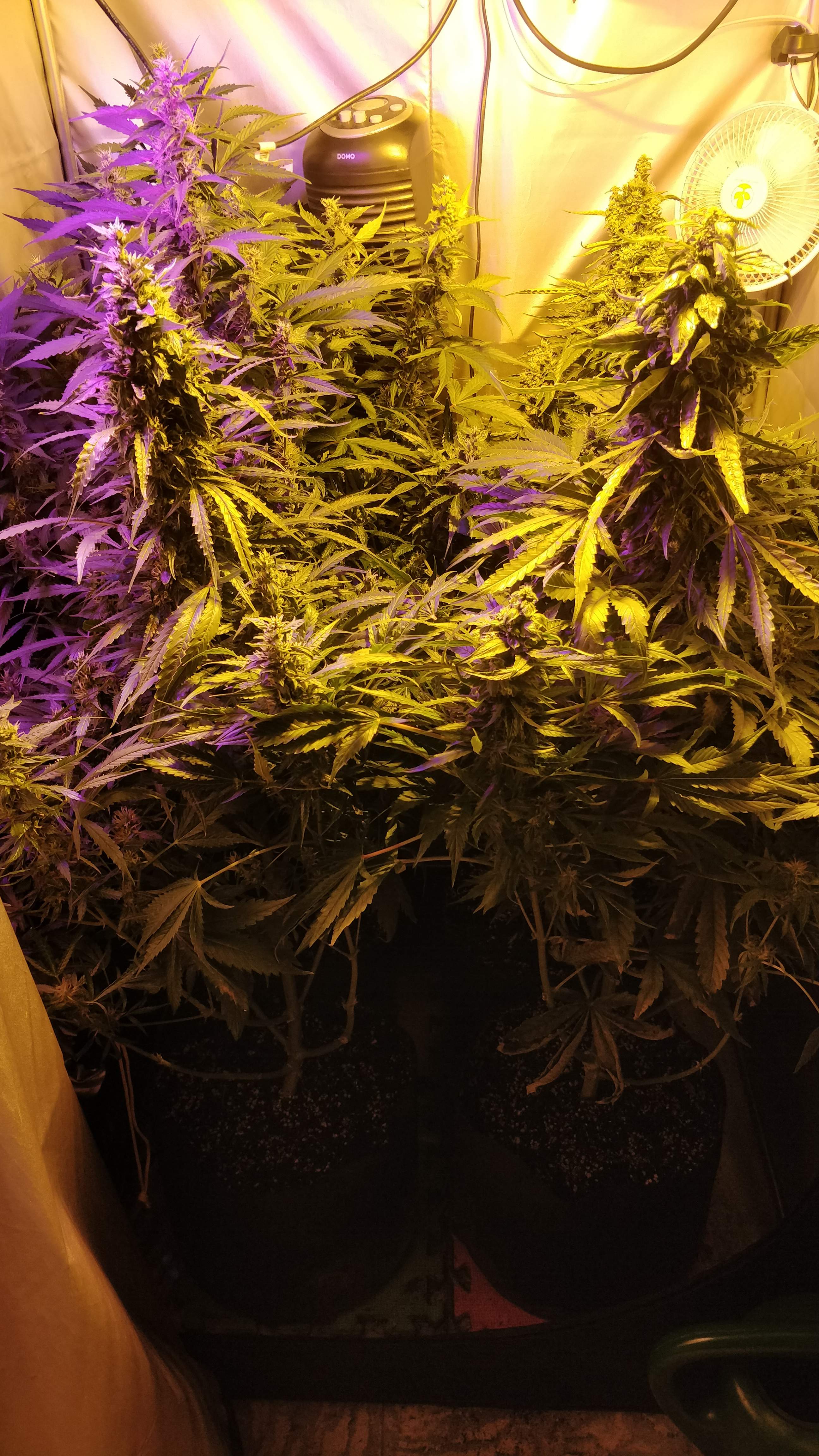 Dutch Passion Think Different, Dutch Passion Auto Orange Bud grow diary