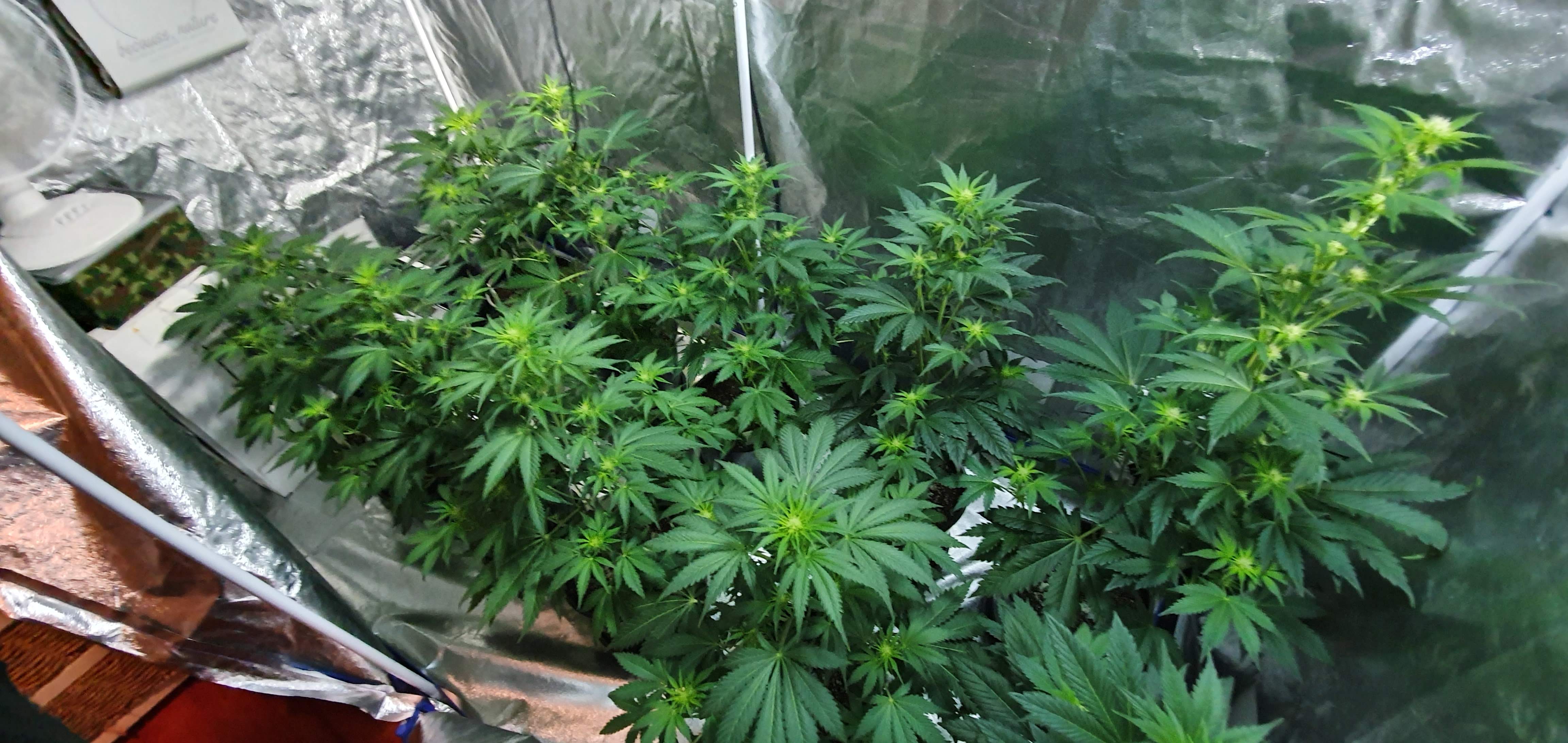 ETHOS Banana Daddy R1 grow diary (journal) week6 by Viridios