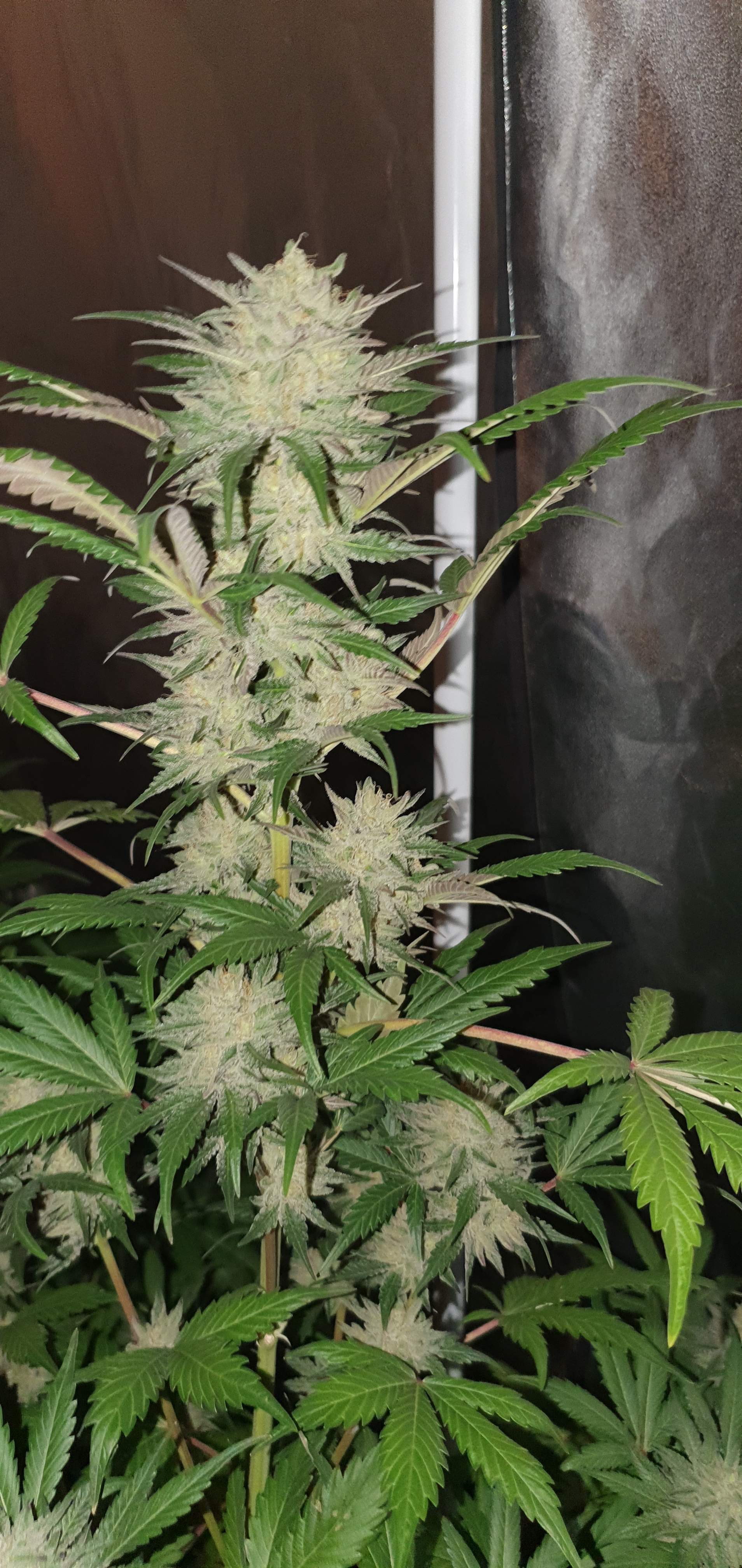 ETHOS Banana Daddy R1 grow diary (journal) week10 by Viridios