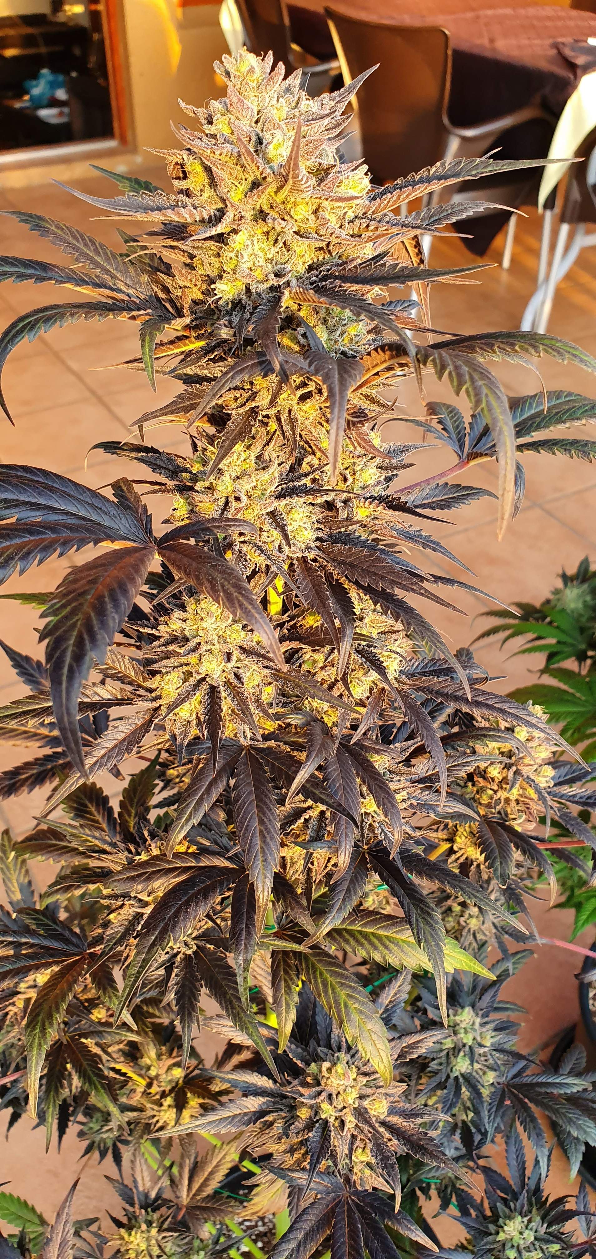 ETHOS Banana Daddy R1 grow journal week13 by Viridios