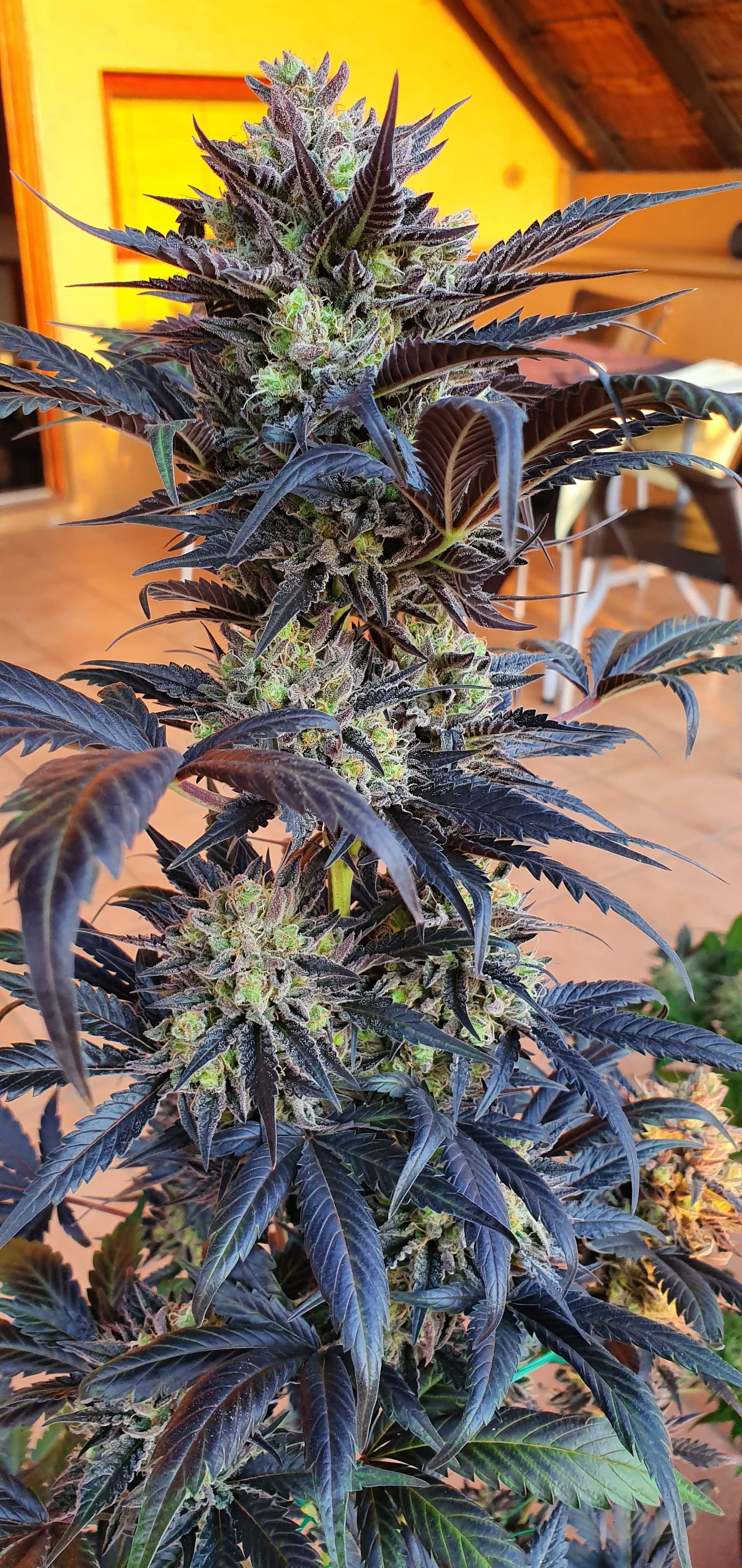 ETHOS Banana Daddy R1 grow journal week13 by Viridios