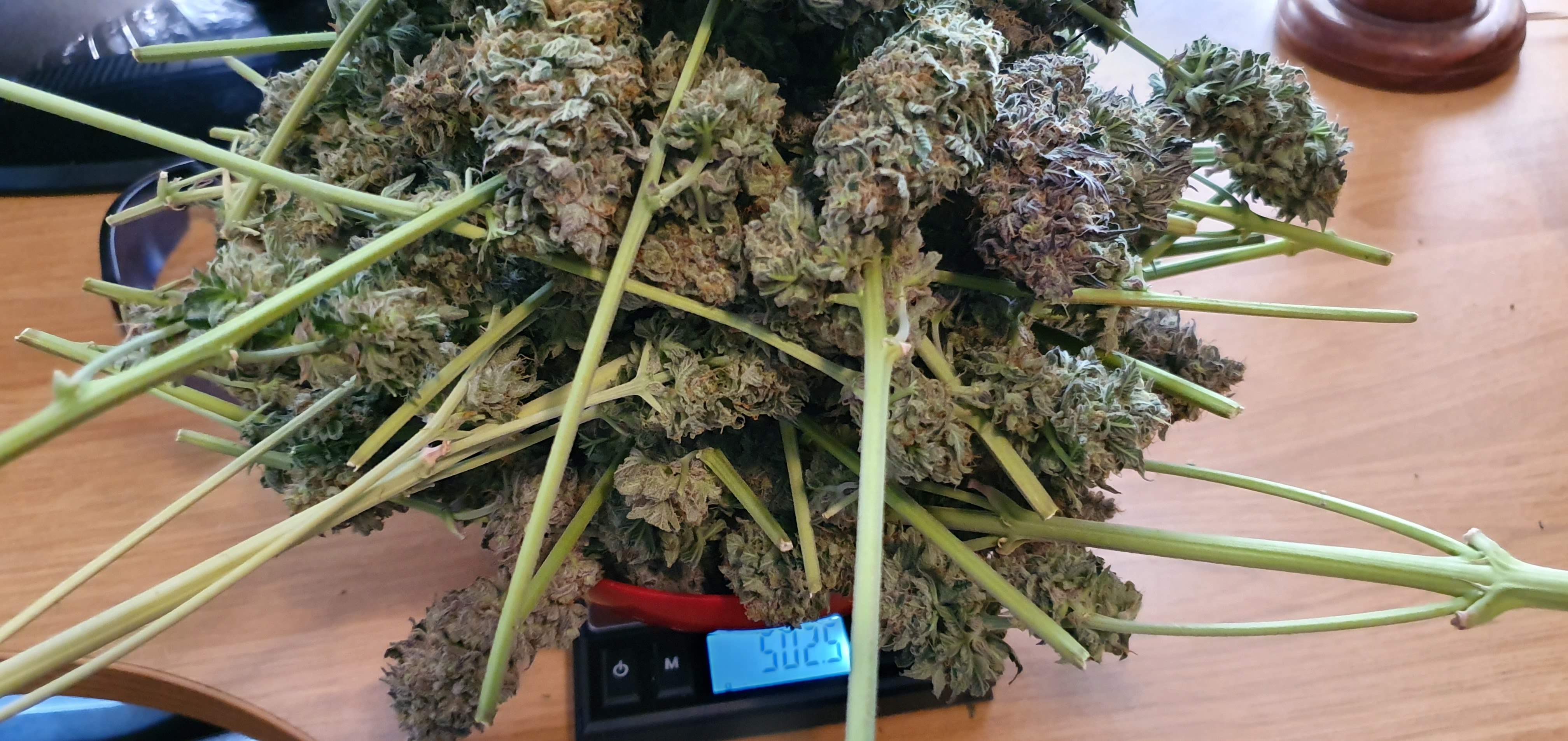 ETHOS Banana Daddy R1 grow diary (journal) harvest13 by