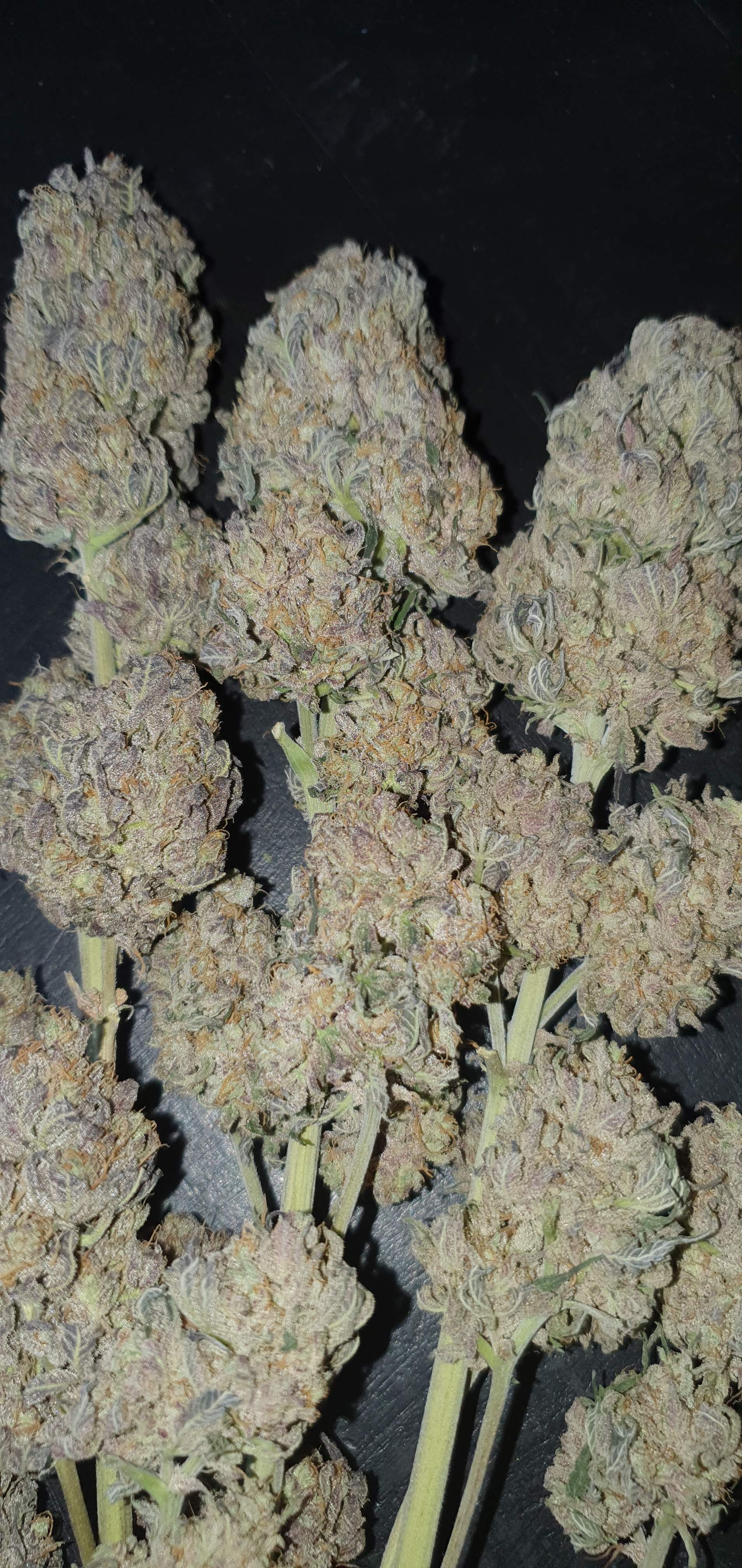 ETHOS Banana Daddy R1 grow diary (journal) harvest13 by