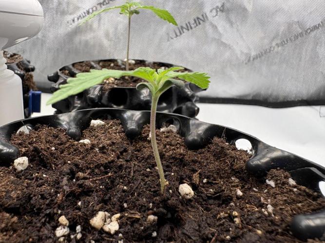 Sensi Seeds - Shiva Skunk feminised. Week 5 - of the