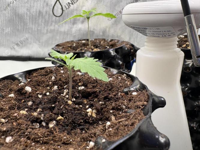 Sensi Seeds - Shiva Skunk feminised. Week 5 - ladies