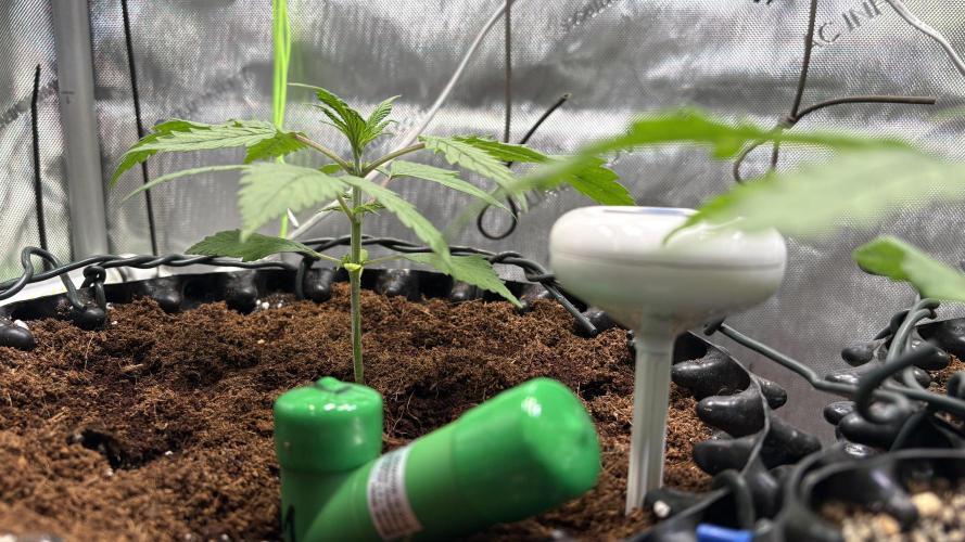 Sensi Seeds - Shiva Skunk feminised. Week 5 - Growing