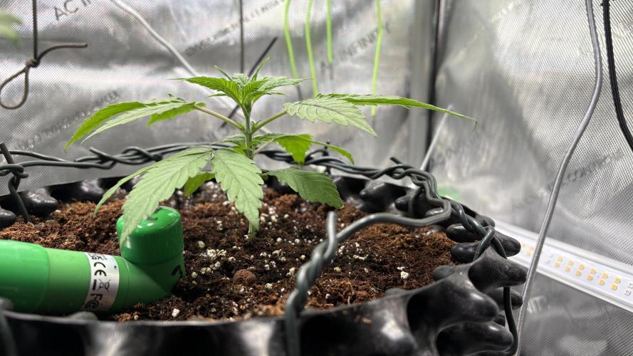 Sensi Seeds - Shiva Skunk feminised. Week 5 - fast