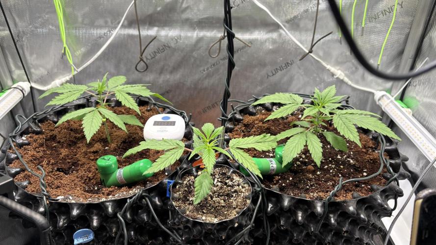 Sensi Seeds - Shiva Skunk feminised. Week 5 - Loving new soil