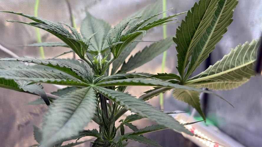 Sensi Seeds - Shiva Skunk feminised. Week 5 - All