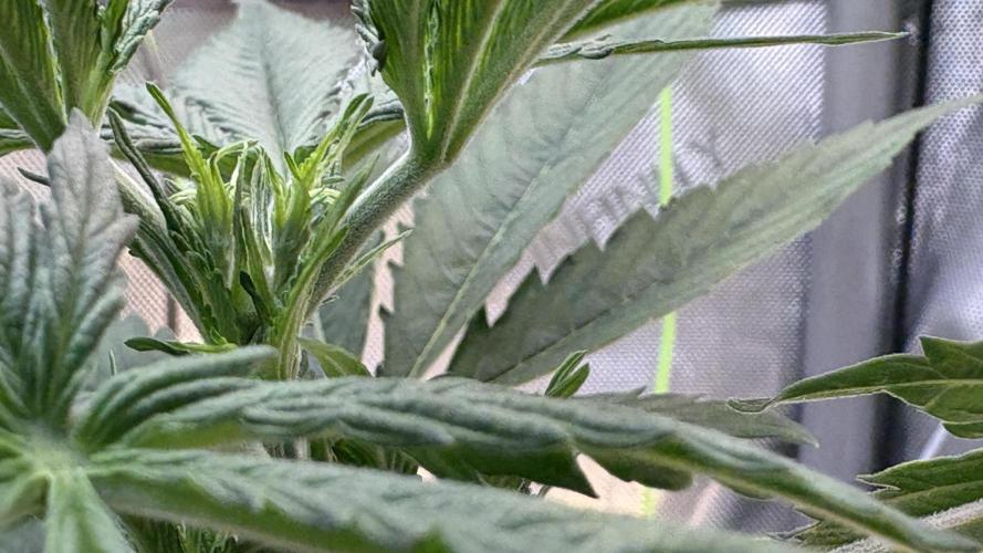 Sensi Seeds - Shiva Skunk feminised. Week 5 - looking