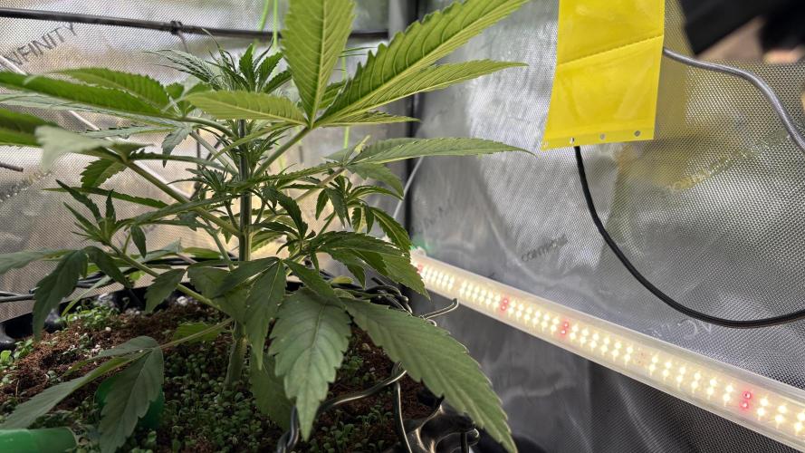 Sensi Seeds - Shiva Skunk feminised. Week 5 - fine