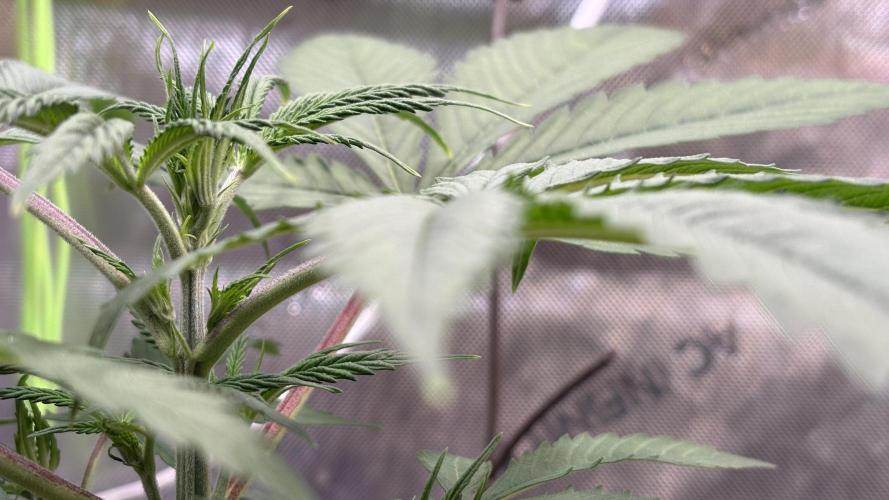 Sensi Seeds - Shiva Skunk feminised. Week 5 - the