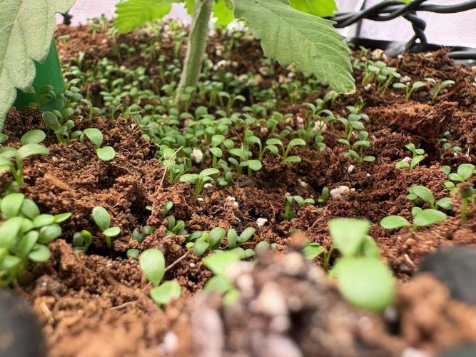 Sensi Seeds - Shiva Skunk feminised. Week 5 - also on the ground