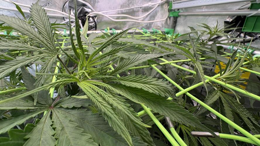 Sensi Seeds - Shiva Skunk feminised. Week 5 - and then at the top