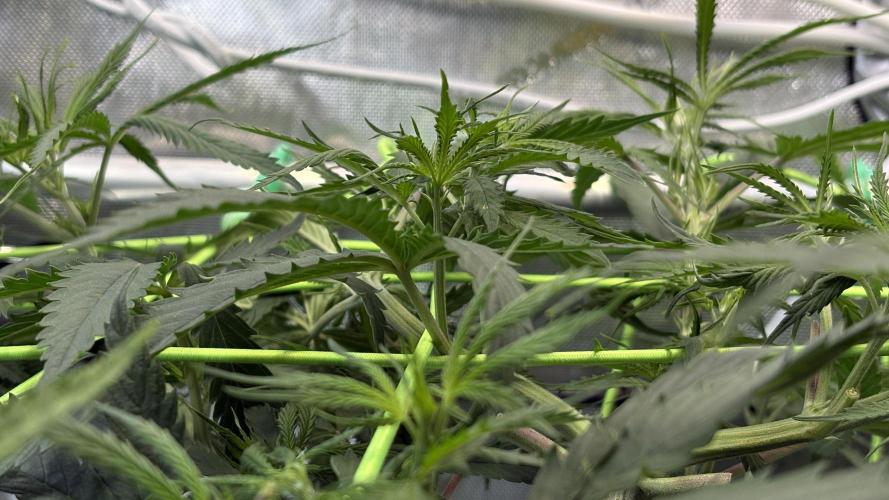 Sensi Seeds - Shiva Skunk feminised. Week 5 - the net is the limit