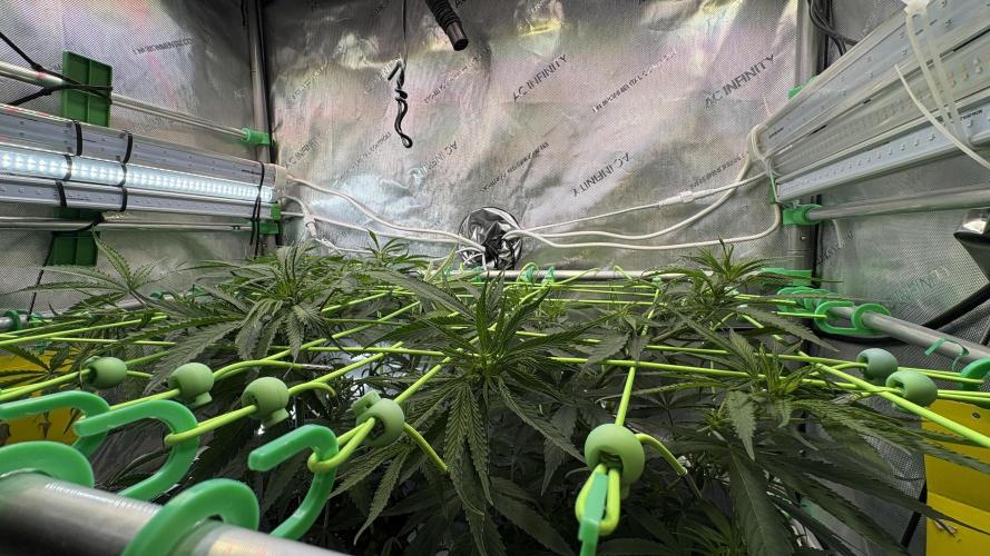 Sensi Seeds - Shiva Skunk feminised. Week 5 - Coming up next