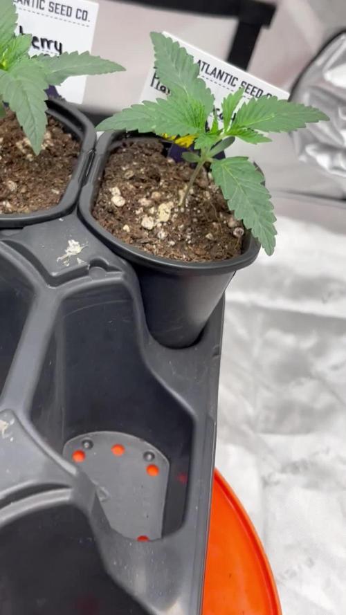 2nd grow (In House Newbies
