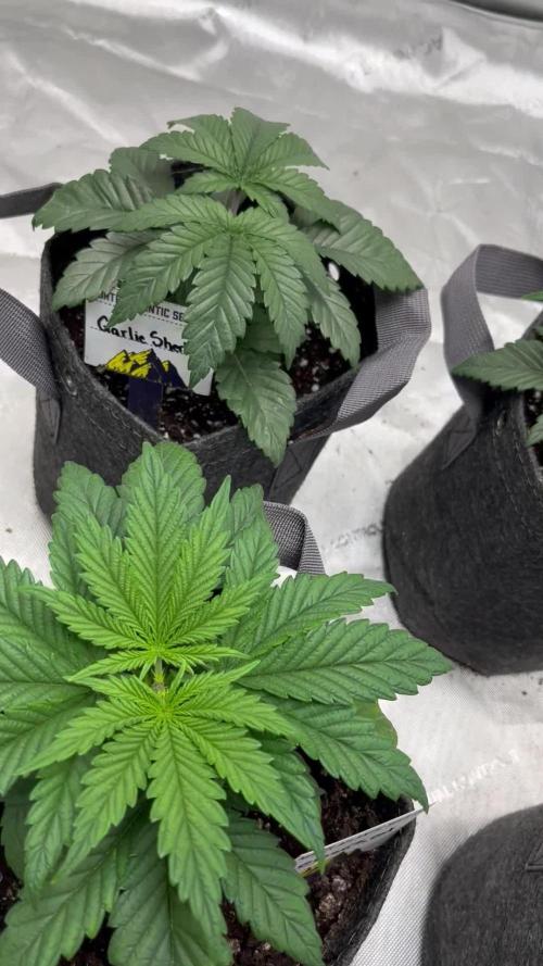 2nd grow (In House Newbies