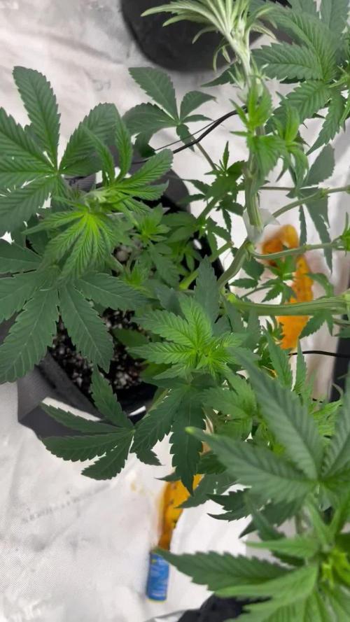 2nd grow (In House Newbies
