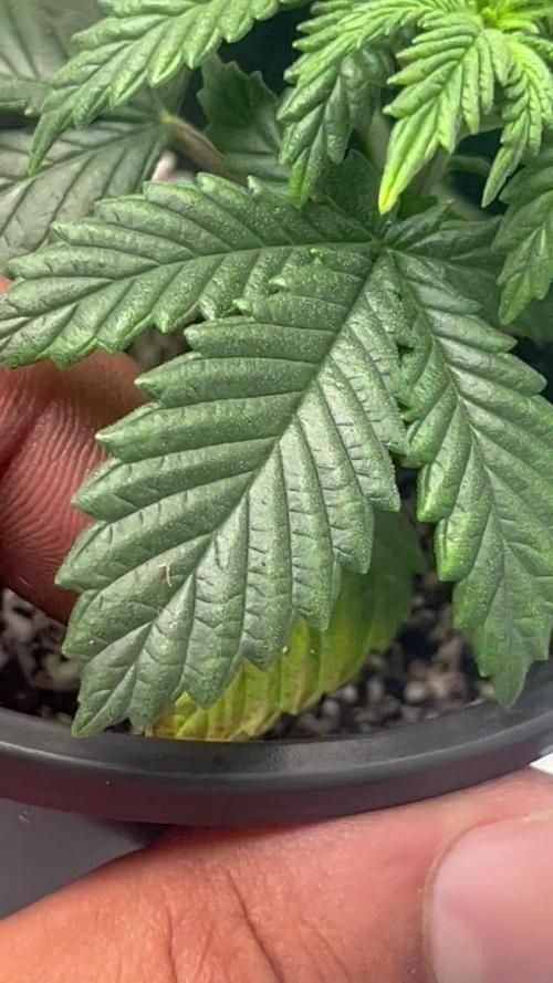 First Grow