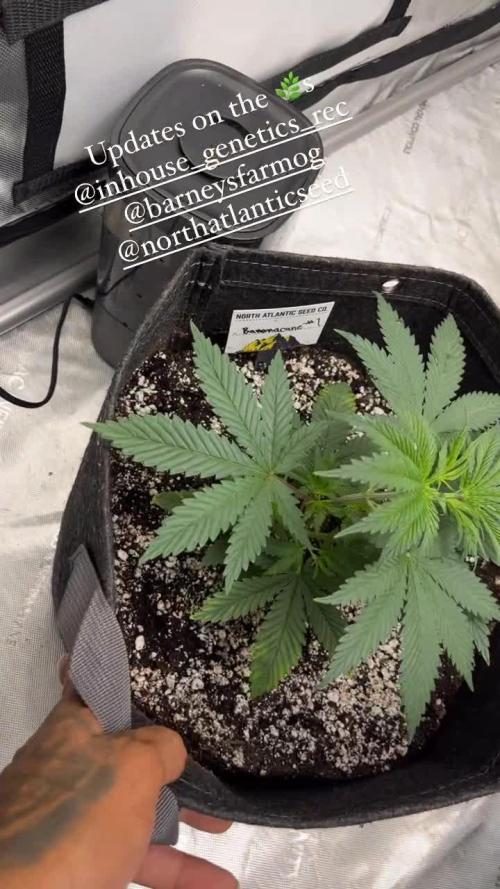 First Grow
