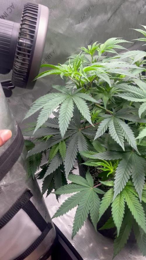 First Grow