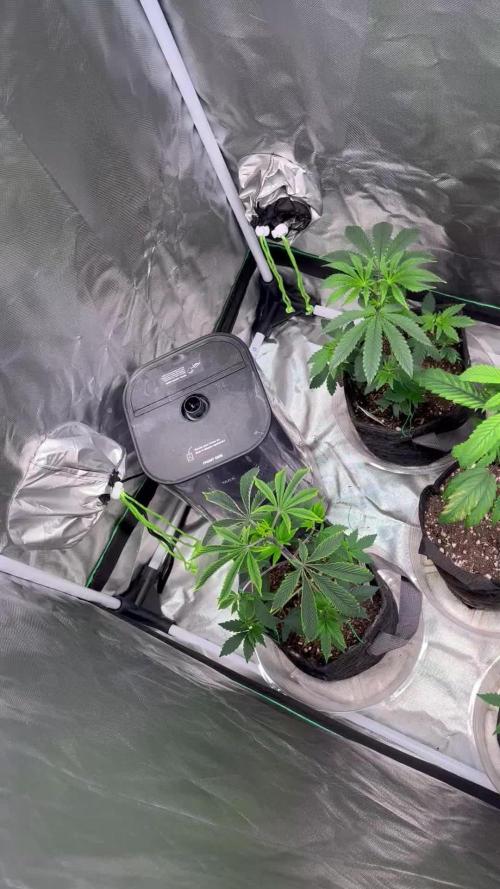 Sour Diesel (Cascadia Seeds)