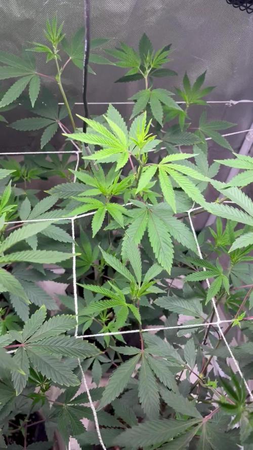 Sour Diesel (Cascadia Seeds)