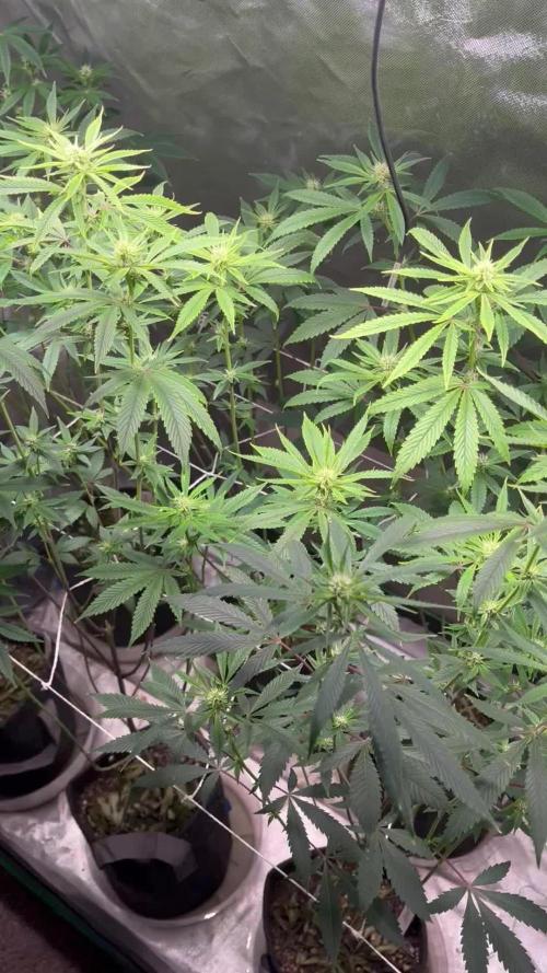 Sour Diesel (Cascadia Seeds)