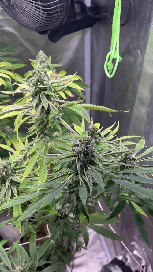 Sour Diesel (Cascadia Seeds)