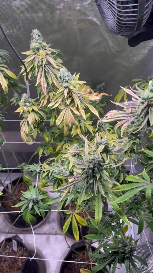 Sour Diesel (Cascadia Seeds)