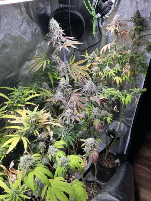 Perfect Triangle. Week 19