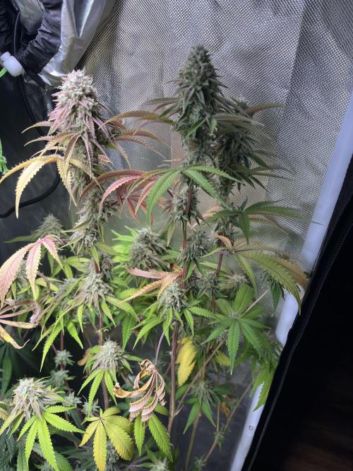 Perfect Triangle. Week 19