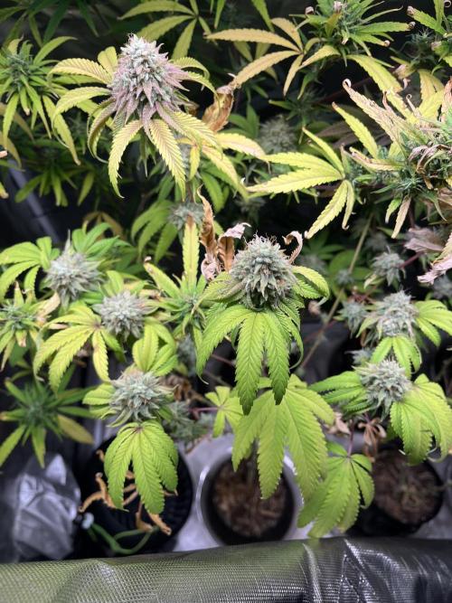 Perfect Triangle. Week 19