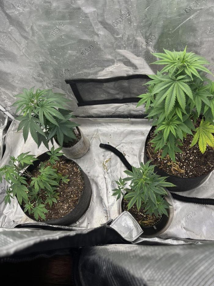 Big Mase! Not the lil one!. Week 7