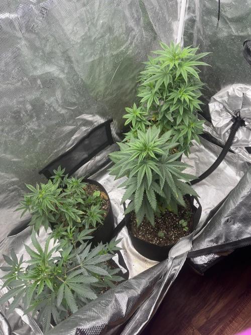 Big Mase! Not the lil one!. Week 9 - Week 8 