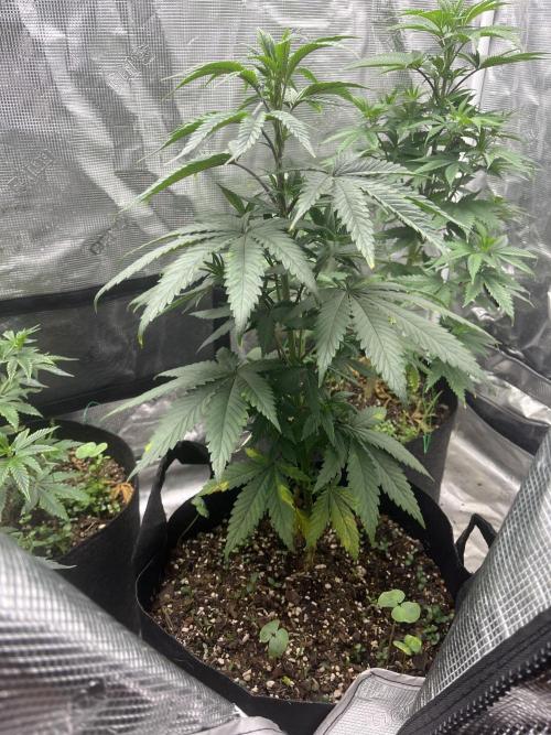 Big Mase! Not the lil one!. Week 9 - Week 8