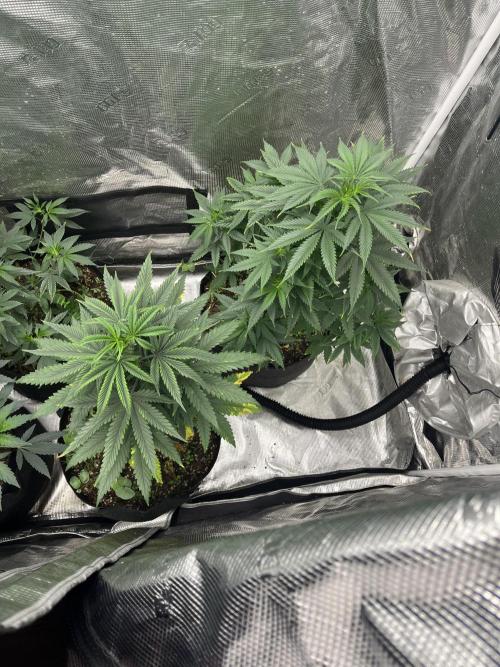 Big Mase! Not the lil one!. Week 9 - Week 9