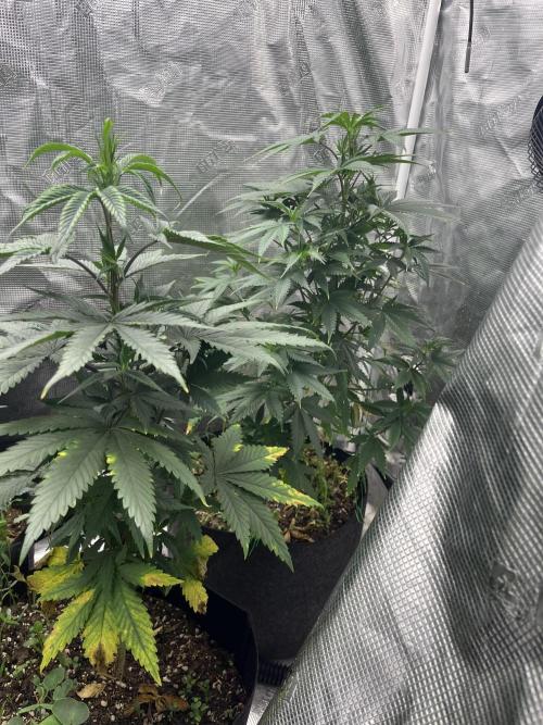 Big Mase! Not the lil one!. Week 9 - Week 9