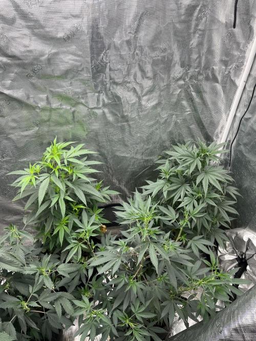 Big Mase! Not the lil one!. Week 11 - 77/3F