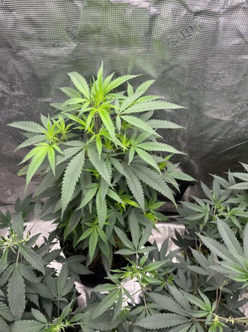 Big Mase! Not the lil one!. Week 11 - Pheno 2
