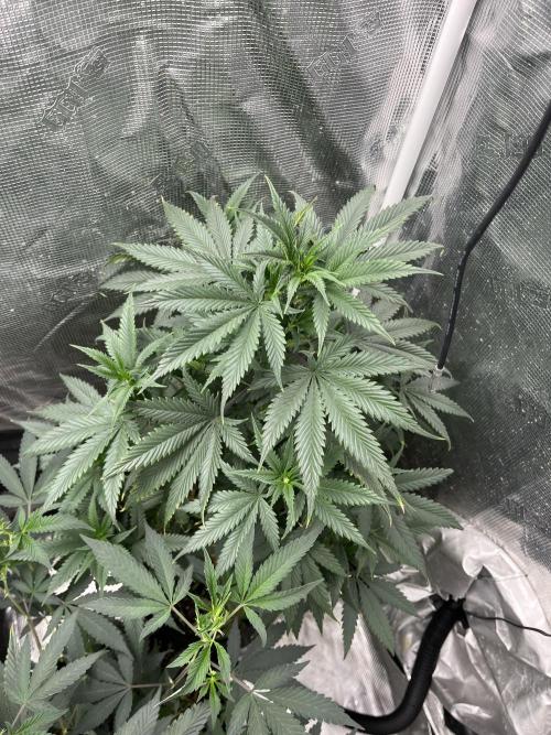 Big Mase! Not the lil one!. Week 11 - Pheno 1