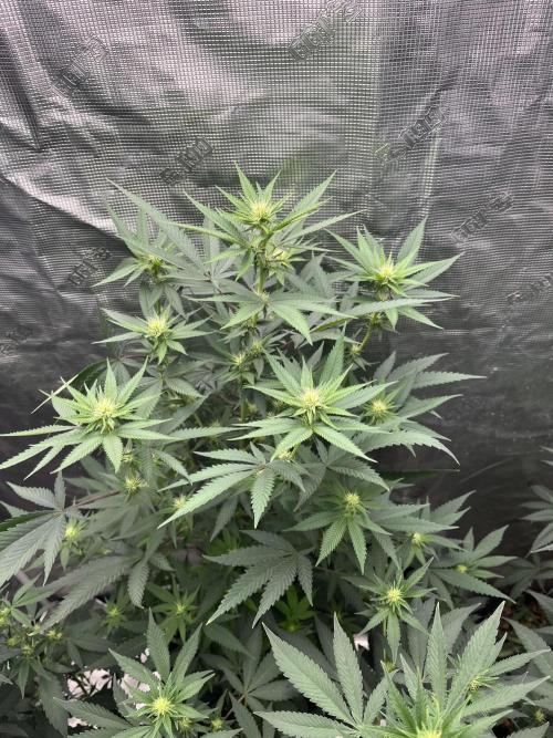 Big Mase! Not the lil one!. Week 13