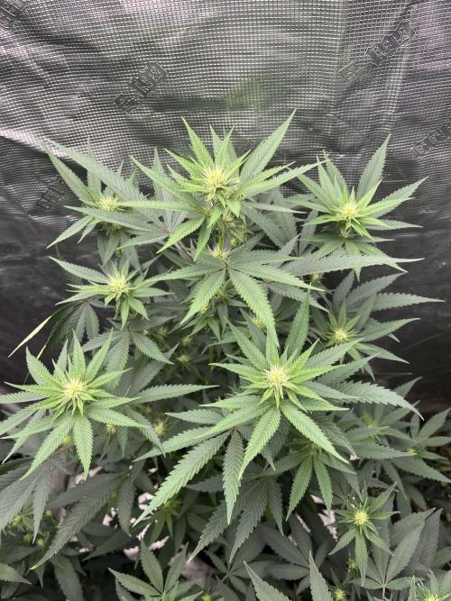 Big Mase! Not the lil one!. Week 13