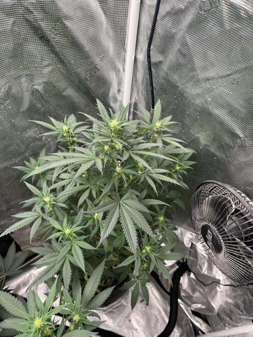 Big Mase! Not the lil one!. Week 13