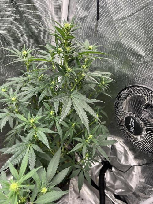 Big Mase! Not the lil one!. Week 13