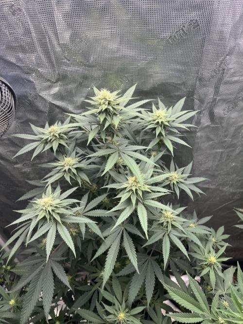 Big Mase! Not the lil one!. Week 15 - Pheno 2
