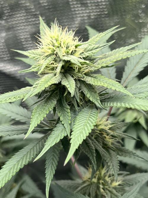 Big Mase! Not the lil one!. Week 15